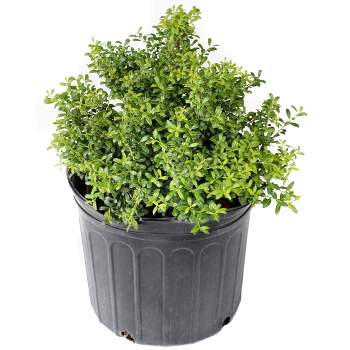 Holly 'Soft Touch' 2.25gal U.S.D.A. Hardiness Zones 5-9 - 1p - National Plant Network