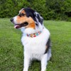Country Brook Petz HossFit Jr Wide Martingale Dog Collar - Awesome Autumn Collection - 3 of 4