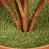 30"x20" Artificial Hosta Plant in Grower's Pot - National Tree Company - 3 of 4