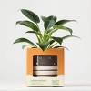 Halloween Ziggy Black Live Houseplant - Good Little Garden™ - 3 of 4