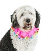 Midlee Pink Birthday Pom Pom Dog Collar - 2 of 4