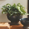 Plum & Post Echeveria Fern Artificial Plant Drop-In - 4 of 4