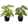Monarch Specialties Artificial Plant 13 inch Tall Monstera Calthea Indoor Faux Fake Table Greenery Potted Set Of 2 Decorative Green Leaves Black Pots - 2 of 4