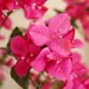 7ft UV Resistant Fake Bougainvillea Flowers Tree with Grey Tall Planter, Artificial Bougainvillea Red Flowers Tree for Indoor Outdoor Home Decor - 3 of 4