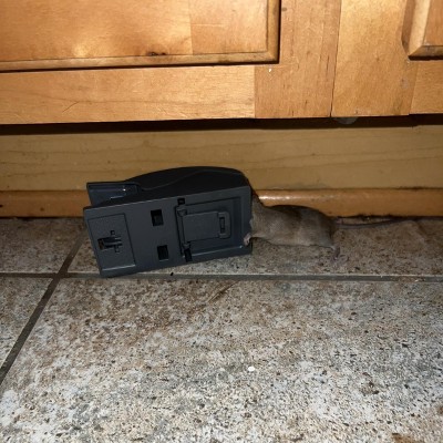 Guest review image 1 of 1, zoom in