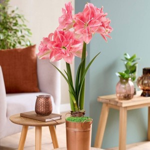 Van Zyverden Fast Track Amaryllis Bulb Kit Double Time with XL Artisan Decorative Planter - 1 of 4