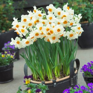 Van Zyverden 12ct Bulbs Narcissus Daffodils Geranium - 1 of 4