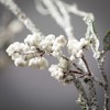 45.25"H Sullivans Tall Snow Berry Twig Spray, White - 2 of 2
