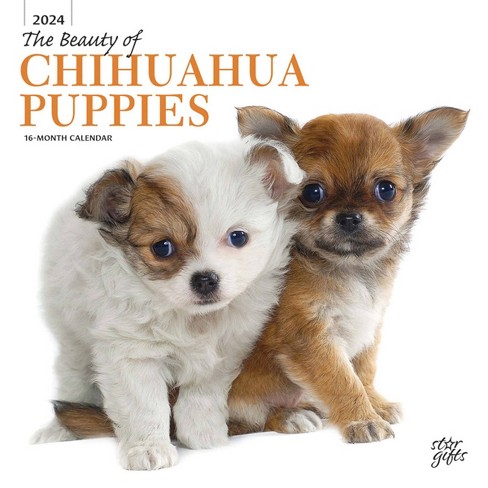 Stargifts 2024 Wall Calendar 12"x12" The Beauty Of Chihuahua Puppies :  Target