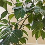 beige cushion/brown wicker