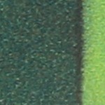 dark green light green