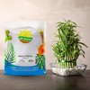 Soil Sunrise Tropical House Plant Potting Mix for All Types of Indoor House Plants - 2 of 4
