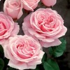 3pc Mini Rose Cupcake - National Plant Network: Thornless, Sun/Shade, Pink Blooms - 3 of 4