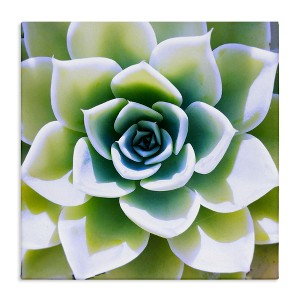 Stupell Industries Green Succulent Nature Close Up, 24" x 24" - 1 of 4