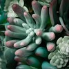 5"H Sullivans Hanging Succulent Mix Orb, Multicolored - 2 of 2