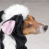 Casual Canine Lil' Stinker Dog Costume - 2 of 3