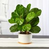Nearly Natural 15-in Fiddle Leaf Artificial Tree in White Planter - 3 of 3