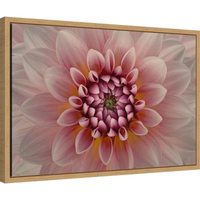 Pink Dahlia Macro Botanical Canvas Print with Maple Frame