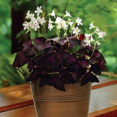 Oxalis Kit With Artisan Decorative Planter - White - Van Zyverden