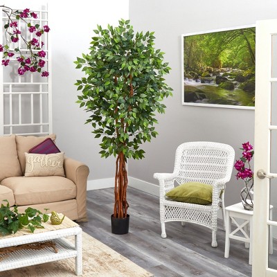 Elegant 6.5ft Green Ficus in Black Planter for Indoor/Outdoor Decor