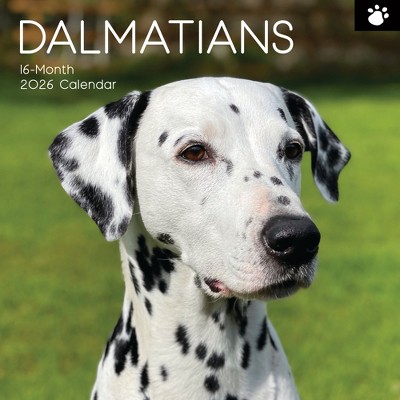 2026 Square Wall Calendar, Dalmatians, 16-Month Paw Prints Theme with 180 Reminder Stickers (12x12 In)