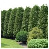 Cypress 'Leyland' 1pc - National Plant Network U.S.D.A Hardiness Zone 5-9 - 2.25 Gallon: Outdoor Evergreen Shrub, Full Sun Required - 4 of 4
