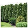 Cypress 'leyland' 1pc - National Plant Network U.s.d.a Hardiness Zone 5 ...