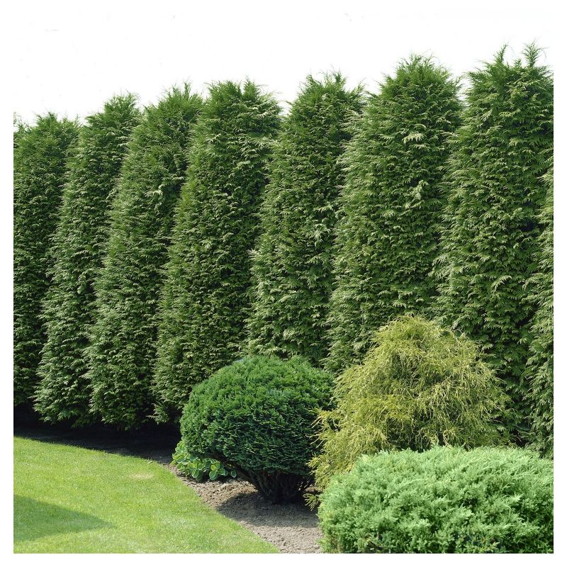 Cypress &#39;Leyland&#39; 1pc - National Plant Network U.S.D.A Hardiness Zone 5-9 - 2.25 Gallon, 5 of 6