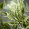 Sullivans 34" Artificial Dusted Tea Leaf Drop - 2 of 2