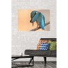 Trends International The Comedy Wildlife Photography Awards: Antonio Medina - Ashamed Unframed Wall Poster Prints - 2 of 4