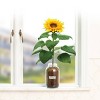 Back to the Roots Organic Sunflower Grow Kit - 2 of 4