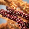 Sullivans Artificial Fall Millet Stem Multicolor 32"  Set of 2 - 2 of 2