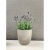 Tierra Garden 6.3" Matte Ceramic Basel Fashion Indoor Pot - image 4 of 4