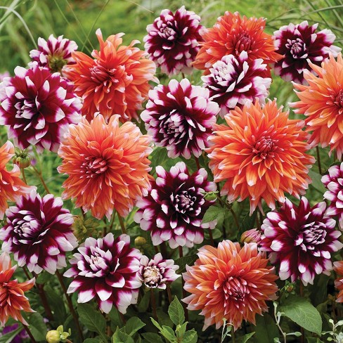 Van Zyverden 7ct Dahlias Spectral Mystery Blend Bulbs