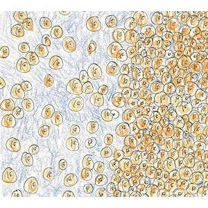 David Greenberger - Greenberger, David & Dozens : Near the Edge of the Penny Jar Spill (CD) - 1 of 1