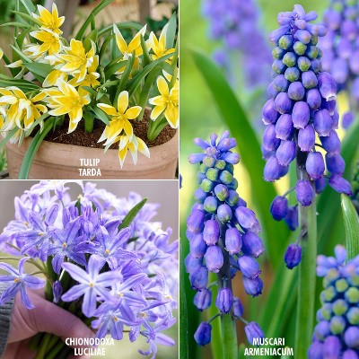 Early Spring Bulb Garden Set of 75 bulbs - Van Zyverden