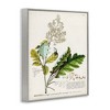 Stupell Industries Vintage Botanical Plant Illustration Framed Giclee Art, Gray, 24" x 30" - 2 of 4