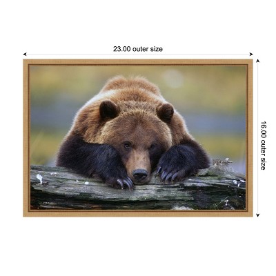 Brown Bear Resting Canvas Print with Maple Frame