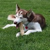 ETHICAL/SPOT Love The Earth Coffee Wood Dog Chew Toy  (X-Large) - 3 of 3