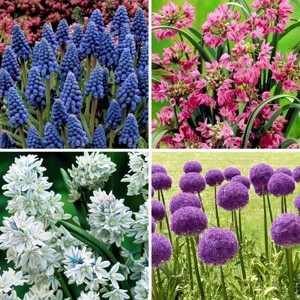 National Plant Network Live Outdoor Butterfly Garden Assorted Bulbs - 40ct - 1 of 4
