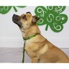 Country Brook Petz Premium Dog Collar - Irish Pride Collection - 2 of 4