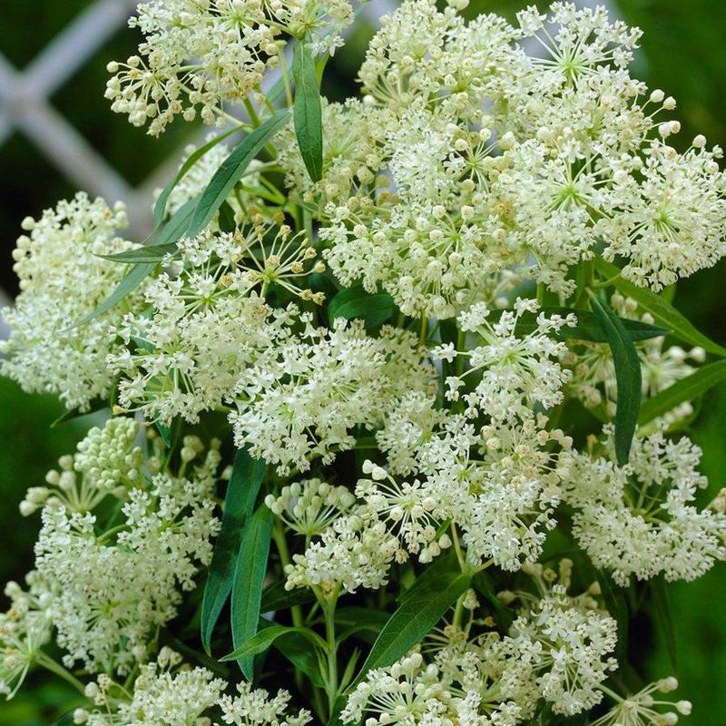 Van Zyverden 3ct Asclepias Ice Ballet Support The Monarchs Roots, 1 of 5