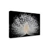 Trademark Fine Art -Pino Liddi 'White Peacock Portrait' Canvas Art - 4 of 4