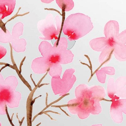 Cherry Blossoms
