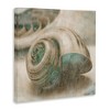 Stupell Industries Centered Sharkeye Seashell, 30" x 30" - 3 of 4