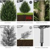 2-Pack 2ft Artificial Cedar Topiary Plants with Ground Spikes - UV Resistant PE Outdoor/Indoor Decor for Garden, Patio & Events - 2 of 4