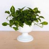 Bloem Grecian Pedestal Urn - 2 of 4