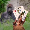 Accoutrements Bigfoot Novelty Playing Cards | 52 Card Deck - 4 of 4