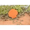 Collectible Wildlife Gifts | Scallop Shell, Lion's Paw, Orange Shell, Ocean, Sea Life, Plastic Model,  Animal, Life Like, Gift,  1 3/4"  F4115 B96 - 4 of 4