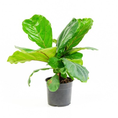 1pc Fiddle Leaf Fig - National Plant Network